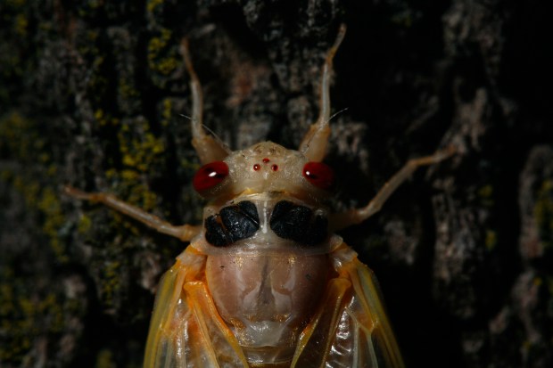 A Brood XIII cicada waits for its wings and new exoskeleton to dry and harden after climbing and molting on a tree in a front yard in Homewood in 2007. (E. Jason Wambsgans/Chicago Tribune)