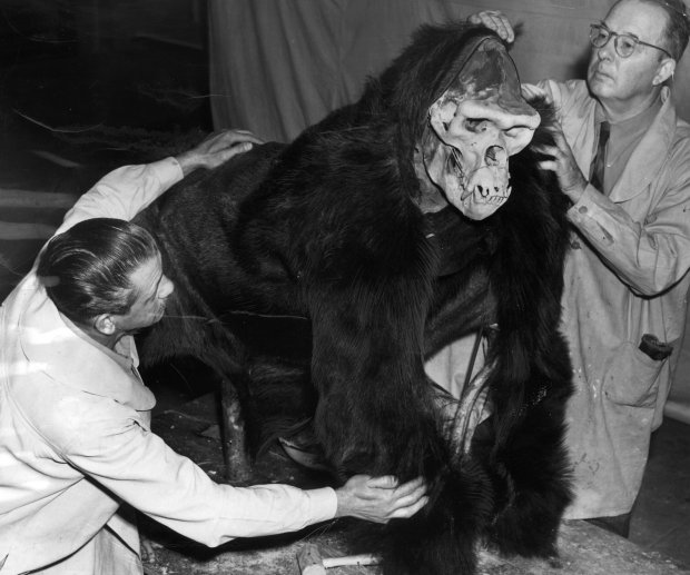 Frank Wonder, assistant taxidermist, left, and Leon L. Walters, staff taxidermist, work on Bushman at the Field Museum, March 7, 1951. (Chicago Tribune archive)