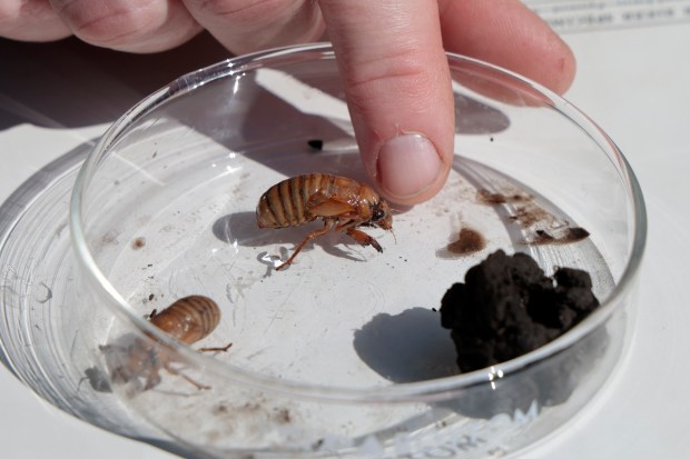 Stephanie Adams, Plant Health Care Leader, displays 17 year old cicada nymphs, and a chimney, at the Morton Arboretum in Lisle on April 30, 2024. Hundreds of young and vulnerable trees are being covered in fine-mesh netting at the Morton Arboretum to protect them from the imminent cicada emergence. (Antonio Perez/Chicago Tribune)