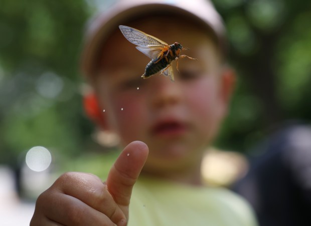 A Brood XIII cicada excretes a fluid as it flies off three-year-old Fennec Van Schaik's hand in the 10700 block of South Longwood Drive in the Beverly neighborhood Saturday, May 18, 2024, in Chicago. Fennec's family drove from Stratford, Ontario to experience the emergence of cicadas in Chicago and central Illinois. (John J. Kim/Chicago Tribune)