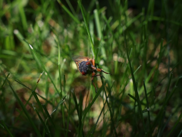 A Brood XIII cicada in the Beverly neighborhood Saturday, May 18, 2024, in Chicago. The cicadas are populating trees, plants and lawns throughout the neighborhood. (John J. Kim/Chicago Tribune)