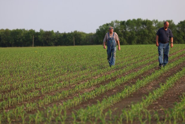 Frank Sanders, left, and his son, Eric Sanders, right, walk across their corn fields on May 18, 2023 in rural Nokomis. The Sanders have been a farming family since the 1960s. They are concerned about and opposed to a Navigator CO2 pipeline running through their property. (Stacey Wescott/Chicago Tribune)