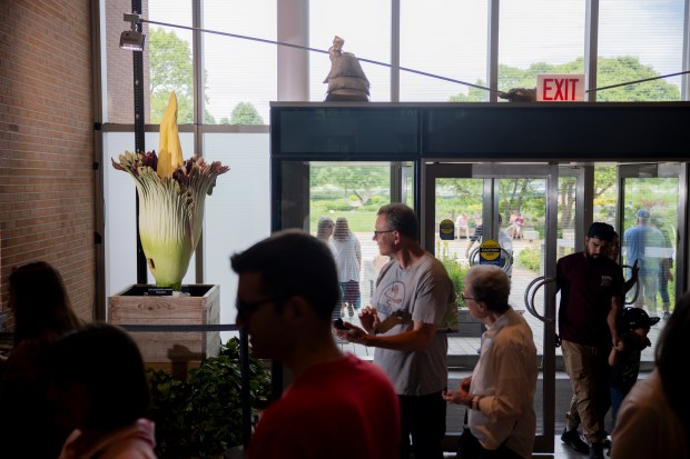 People gather nearby the well known corpse flower (real name is Titan arum) on Saturday, June 8, 2024, at the Chicago Botanic Garden in Glencoe, Ill. (Vincent Alban/Chicago Tribune)