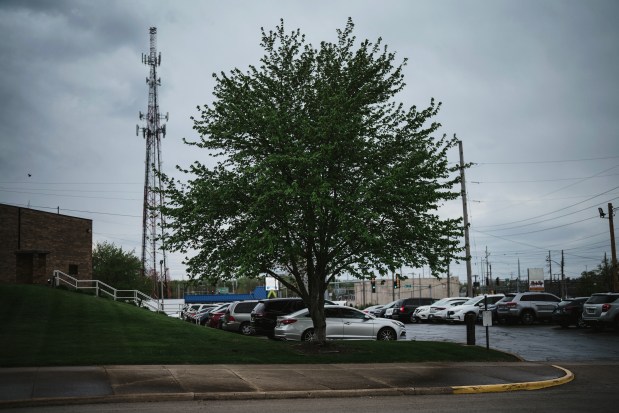 A tree planted outside the former Decatur Herald & Review newspaper office memorializes former employee Karyn Hearn Slover, April 23, 2024. (E. Jason Wambsgans/Chicago Tribune)