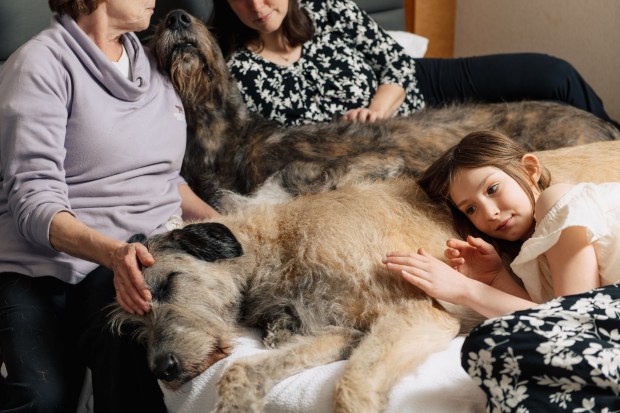 Irish Wolfhounds Rowan and Brody, who weigh more than 160 pounds each, with Patty Berkovitz, her daughter Kayla and granddaughter Isabelle at a hotel in Queens, May 11, 2024. (Clark Hodgin/The New York Times)