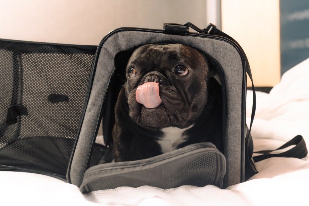 Vitellozzo, a French bulldog from Croatia who was driven to Budapest, flown to Warsaw and then to Chicago for another dog show before arriving via road trip for The Westminster show, at handler Valentina Zupan's hotel room in Queens on May 11, 2024. (Clark Hodgin/The New York Times)