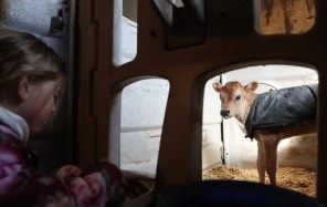 Lexi Graybill, 7, feeds hay to a 3-week-old Jersey calf at a barn March 20, 2024, in Rockton. Lexi's grandfather, Doug Graybill, who owns and operates Deerland Dairy with his family, hopes the IL-EATS program will increase sales of his dairy products, which include yogurt, sour cream and buttermilk. (John J. Kim/Chicago Tribune)