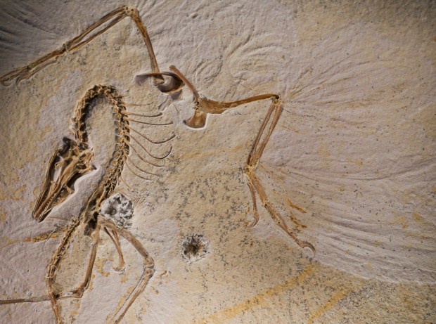 The new Archaeopteryx fossil from the Solnhofen Limestone deposits in southern Germany on May 6, 2024, on display at the Field Museum. (Eileen T. Meslar/Chicago Tribune)