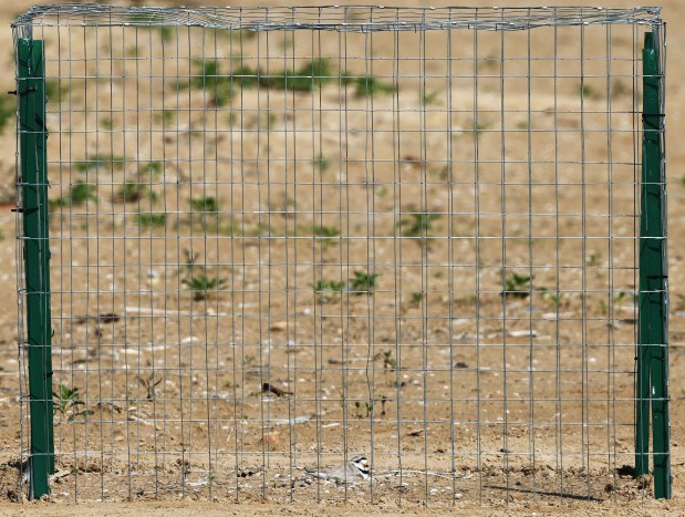 Great Lakes piping plover Imani incubates an egg, surrounded by a protective cage installed earlier this week, at Montrose Beach on May 31, 2024, in Chicago. The Park District announced the presence of a new egg on the protected area at Montrose Beach Dunes. (John J. Kim/Chicago Tribune)