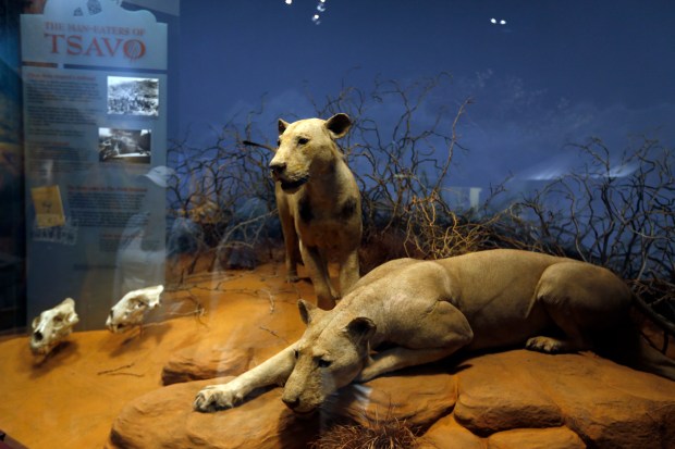 The lions of Tsavo at the Field Museum, shown in 2014. (Phil Velasquez/Chicago Tribune)