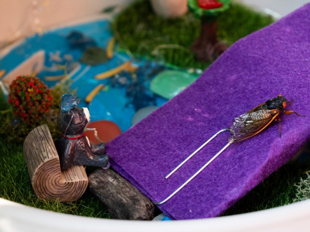 Cicadas sit in a habitat sanctuary that Naperville mother and daughter Stephanie and Fiona Tarrant created for the insects as Illinois' historic double emergence gets underway. (Tess Kenny/Naperville Sun)